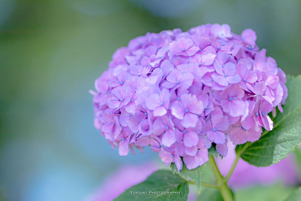 権現堂公園の紫陽花Ⅰ