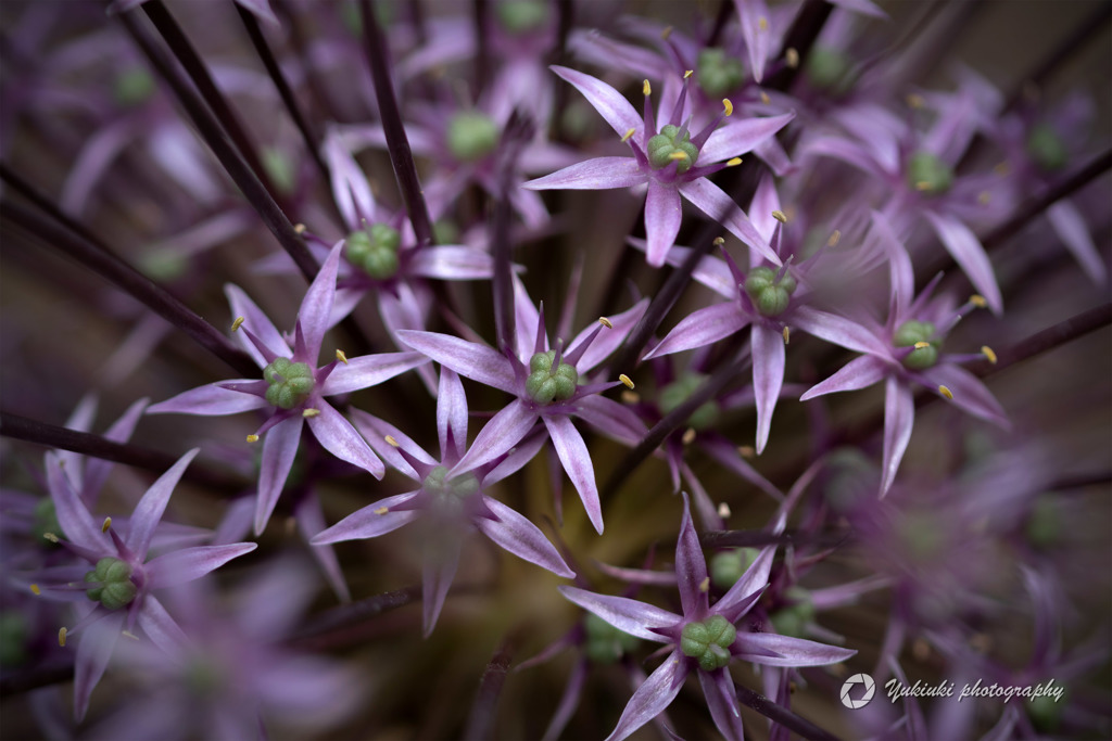 Allium schubertii