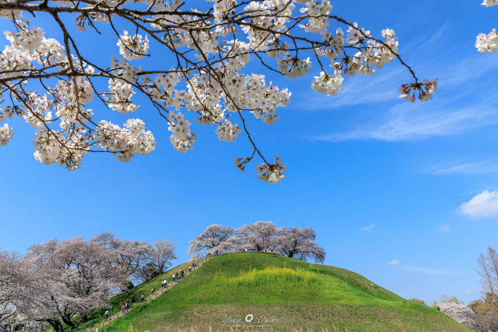 丸墓山古墳の桜