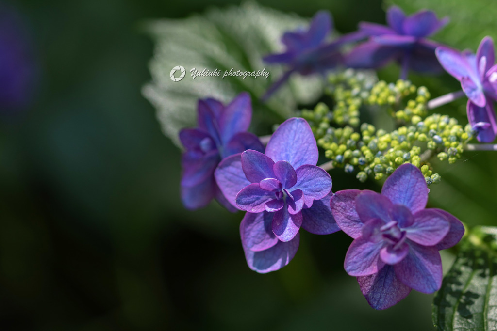  HydrangeaⅢ