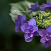  HydrangeaⅢ