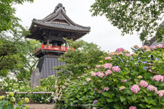 能護寺の紫陽花Ⅰ