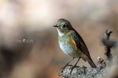 ルリビタキ♀