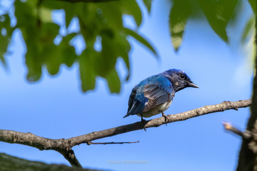 オオルリ初撮りⅡ