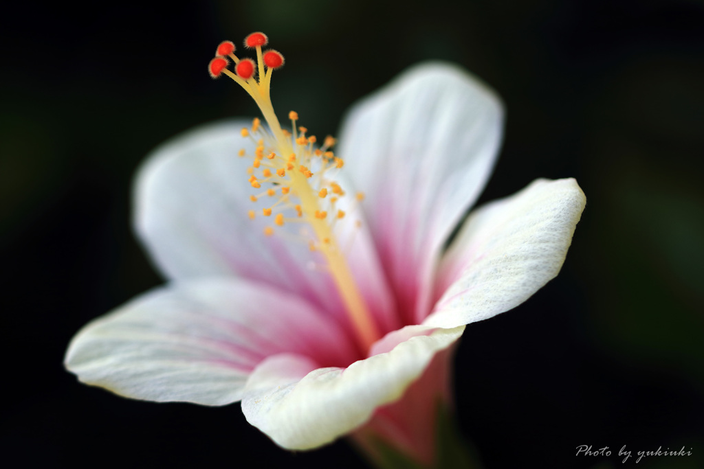 HibiscusⅢ