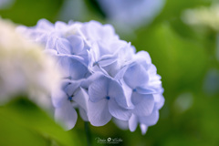 Light blue hydrangea
