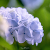 Light blue hydrangea