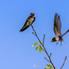 Swallow