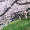 桜堤