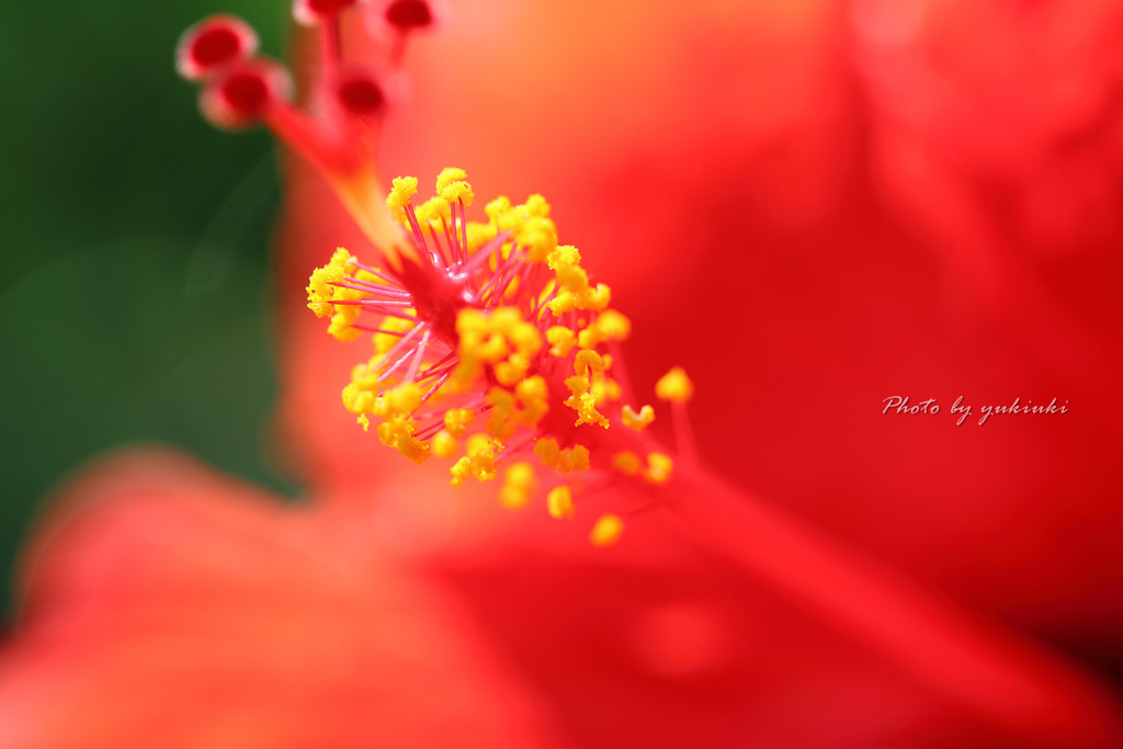 HibiscusⅠ