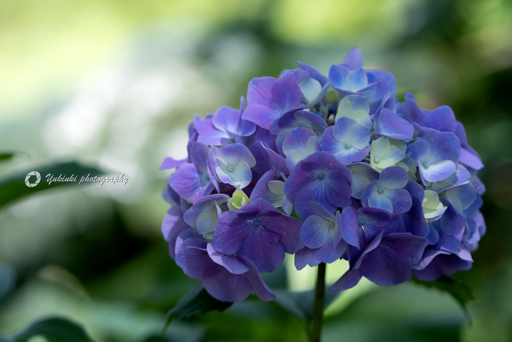 HydrangeaⅠ