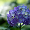  HydrangeaⅠ