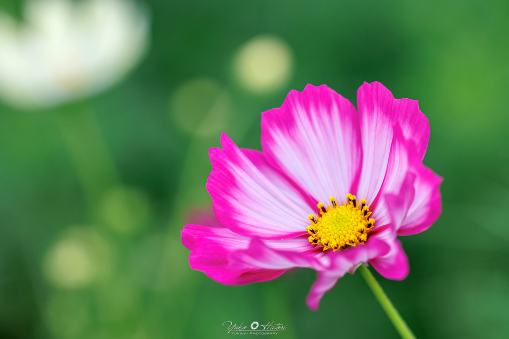 秋桜