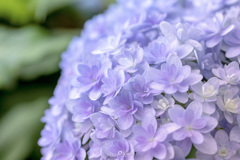 薄紫の紫陽花