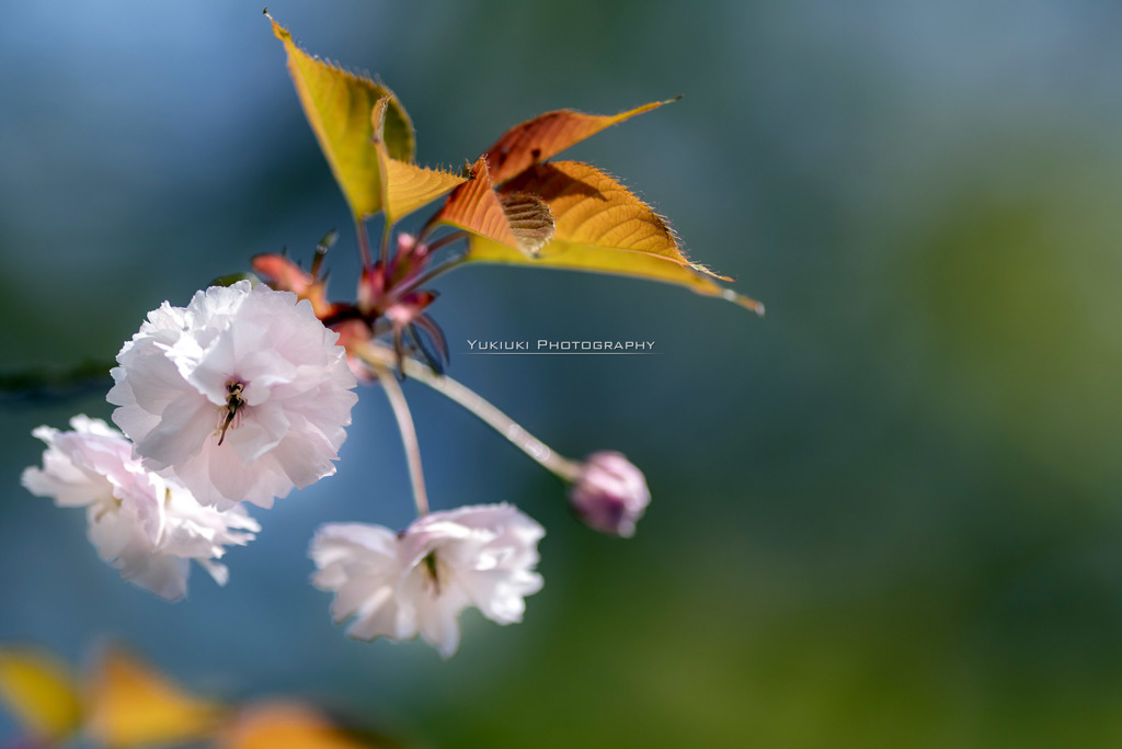 八重桜