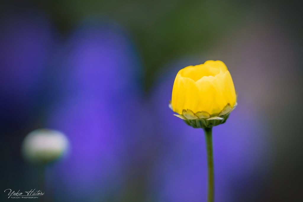 この花何の花？