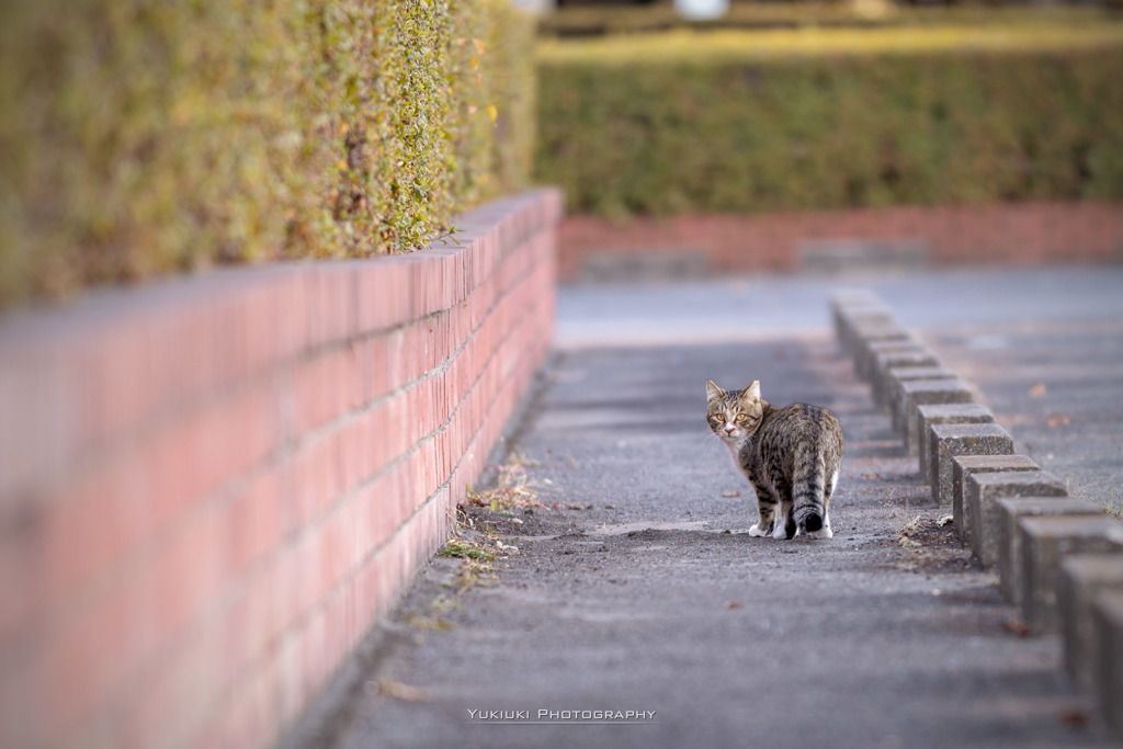 多々良沼公園の野良猫