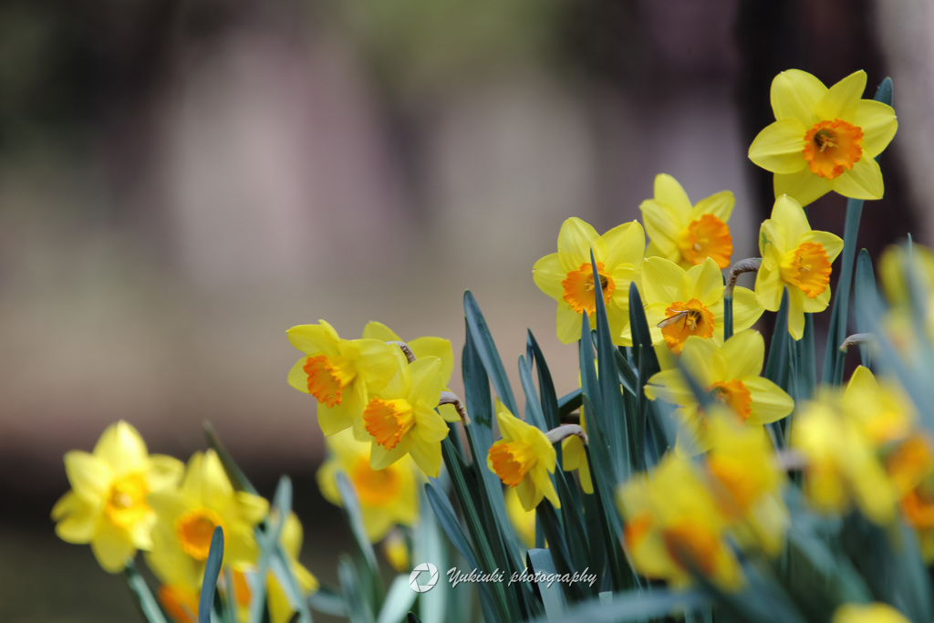narcissus