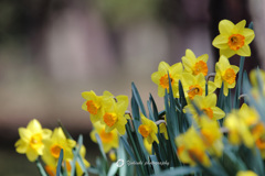 narcissus