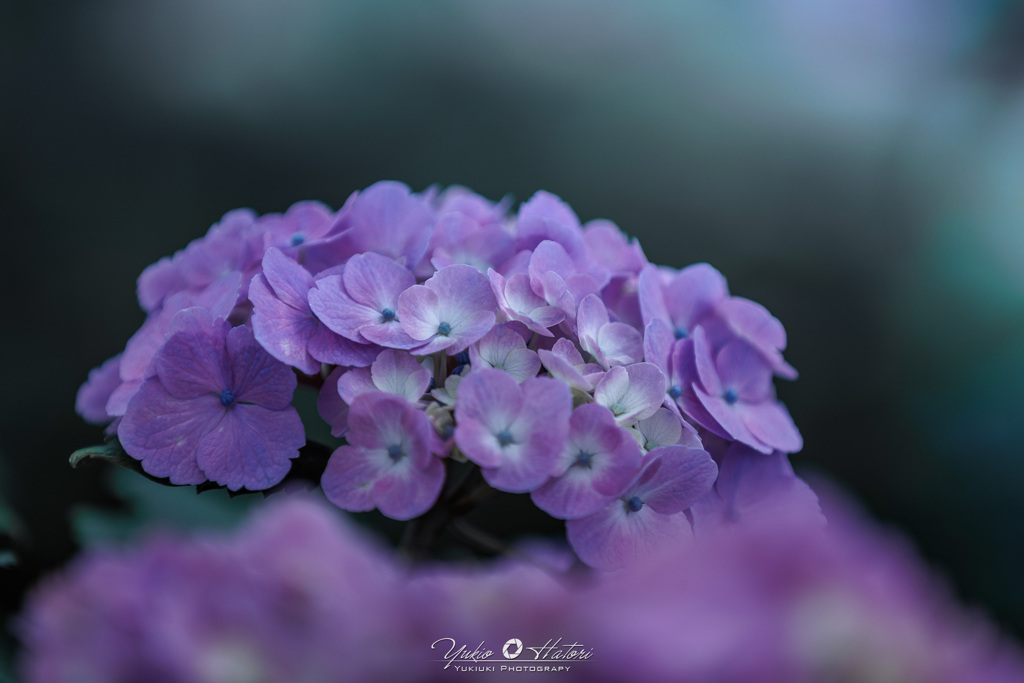 紫陽花Ⅰ