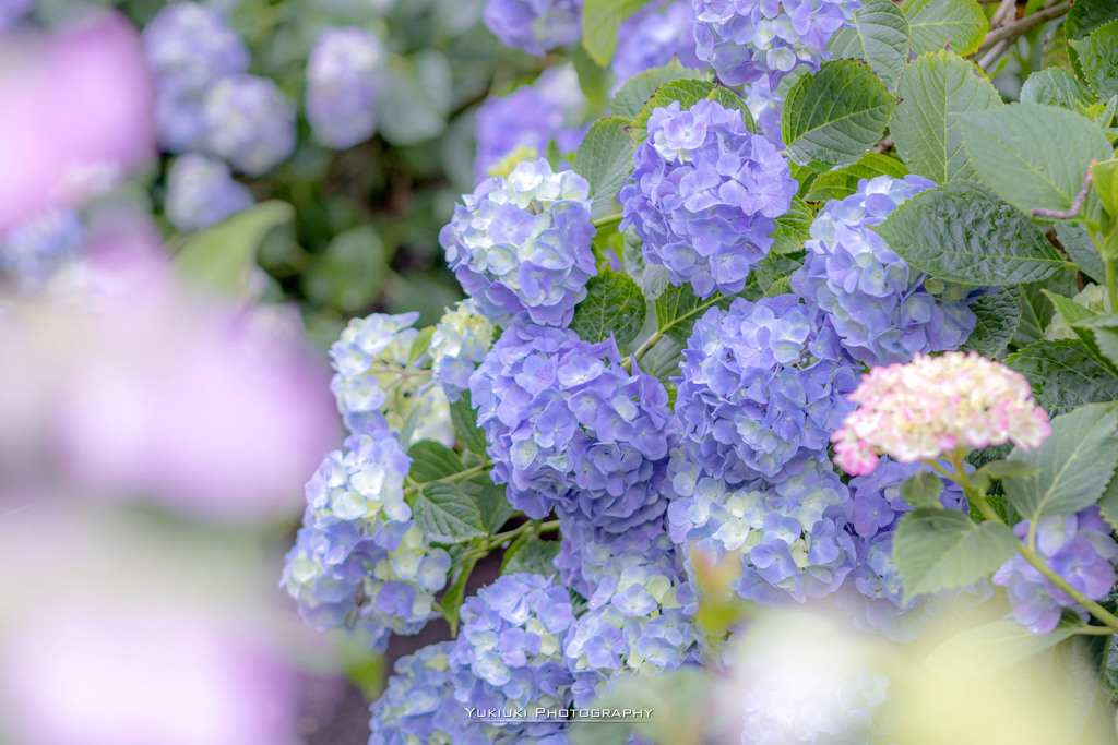 能護寺の紫陽花Ⅷ
