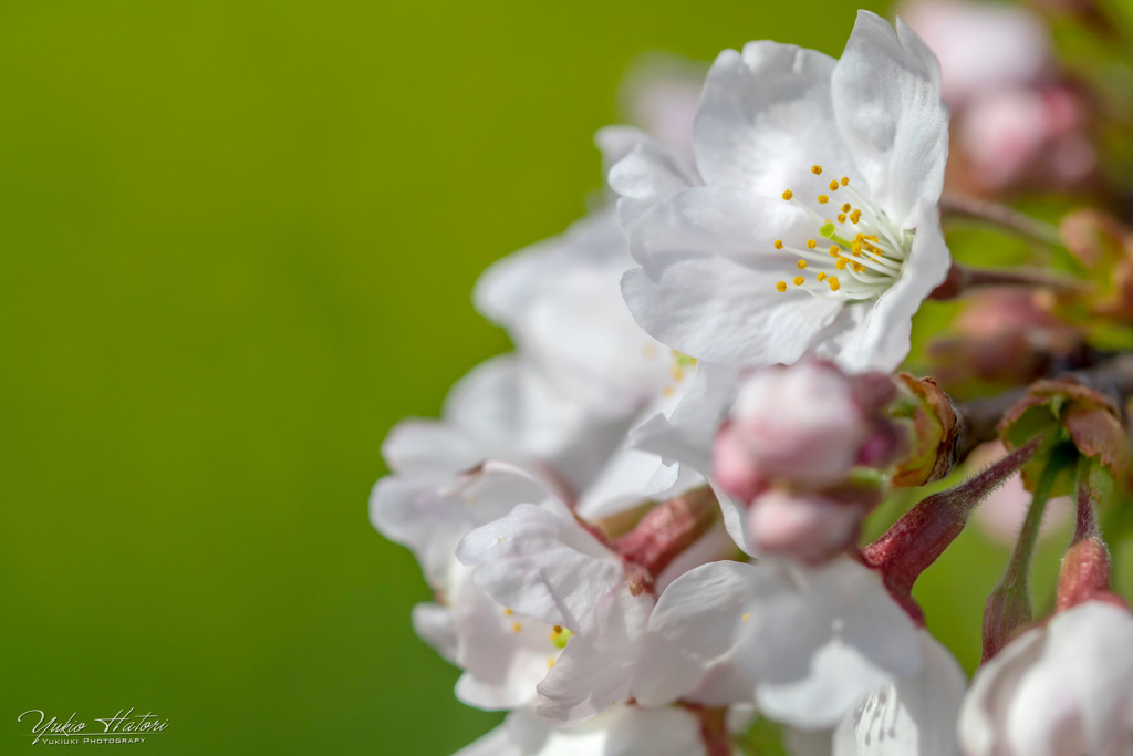 桜Ⅰ