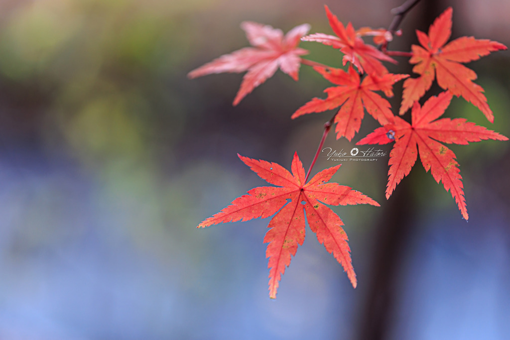 晩秋の紅葉