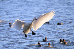多々良沼の白鳥