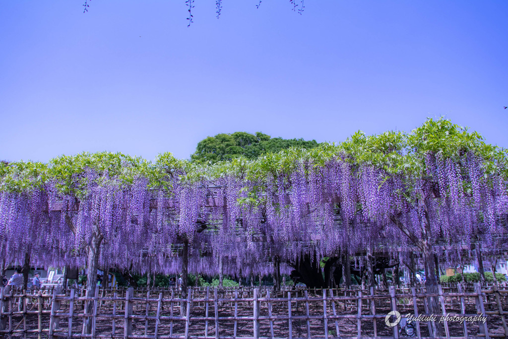 樹齢400年