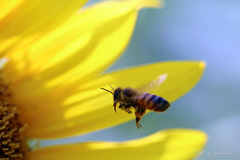 HoneybeeⅠ
