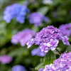 紫陽花