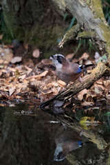 カケスリフレⅡ