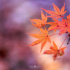 晩秋の紅葉