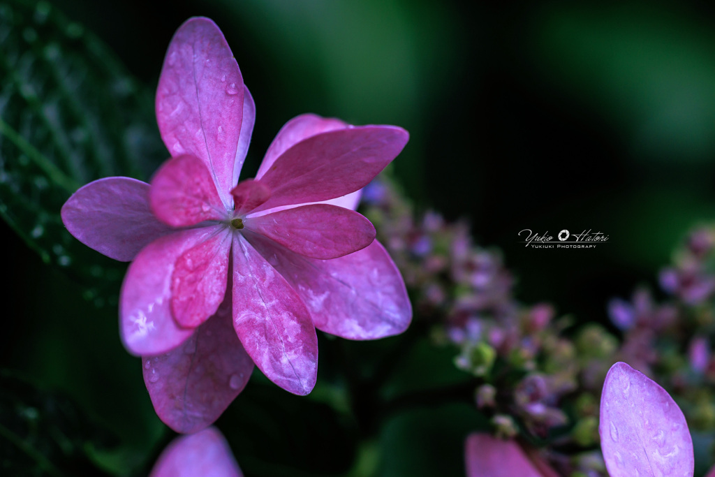 Hydrangea