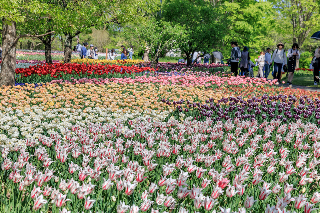 アルプスあづみの公園のチューリップ畑