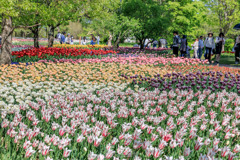 アルプスあづみの公園のチューリップ畑