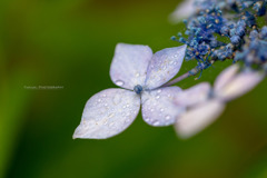 ある雨の日の紫陽花Ⅱ
