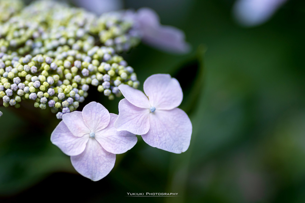 能護寺の紫陽花Ⅵ