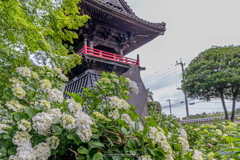 能護寺の紫陽花Ⅱ