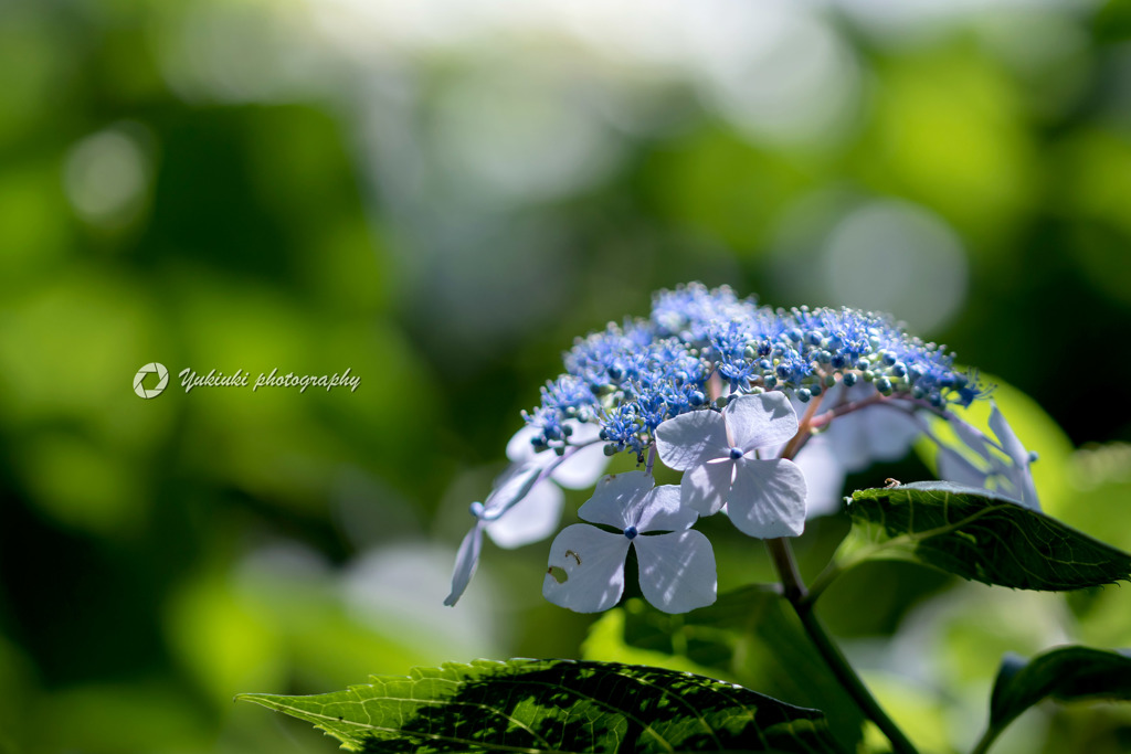  HydrangeaⅣ