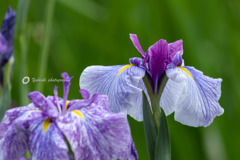 花菖蒲Ⅰ