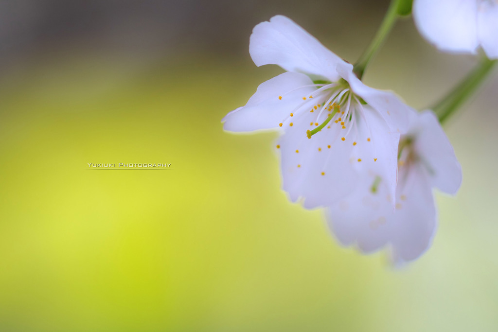 Sakura