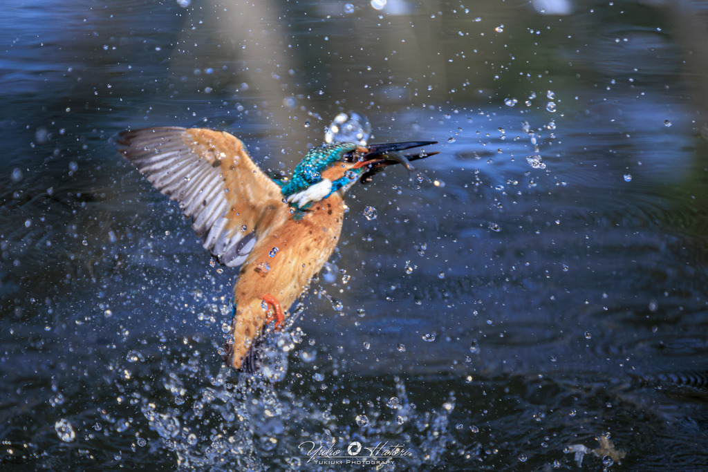 カワセミ離水④