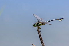 ウチワヤンマ