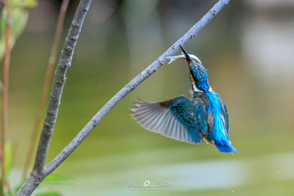 ♀への贈り物Ⅳ