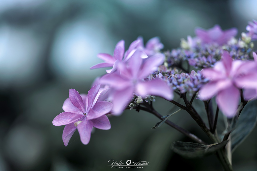 紫陽花Ⅲ