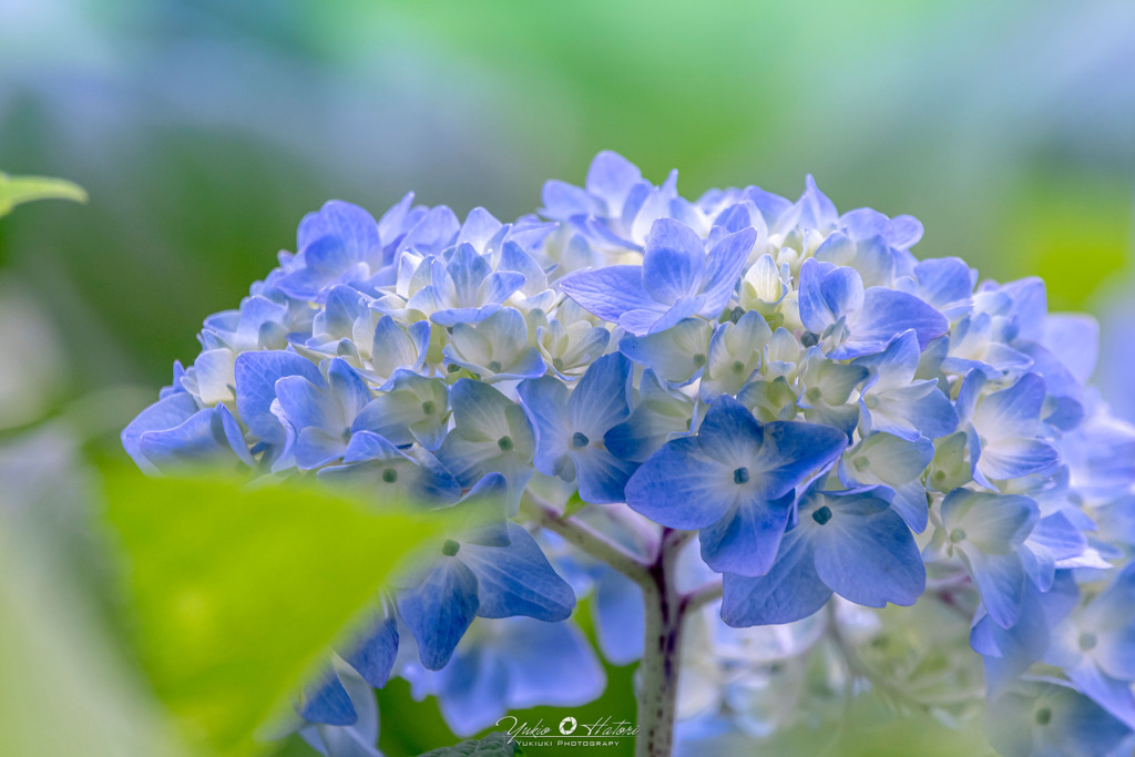 Hydrangea