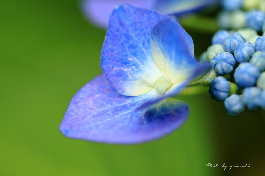 額紫陽花３