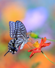 キバナコスモスとアゲハ蝶