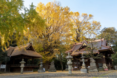 玉敷神社の銀杏Ⅰ